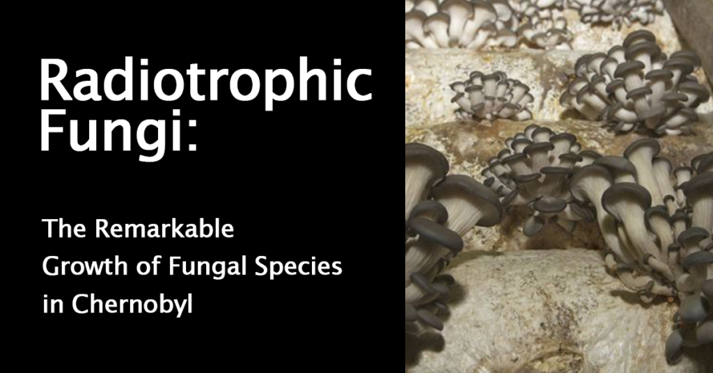 Radiotrophic Fungi: The Remarkable Growth of Fungal Species in Chernobyl